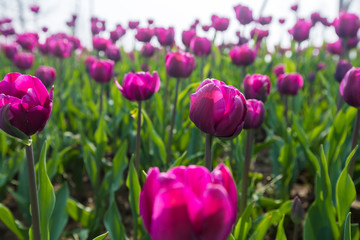 colorful tulip in park