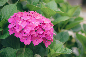 One flower hydrangea with bokeh