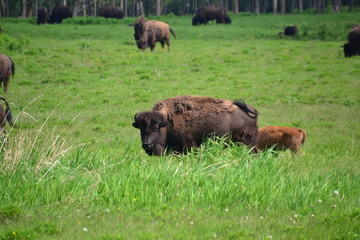 Plains Bison in a Field