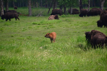 Plains Bison Calf