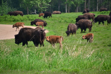 Plains Bison Herd