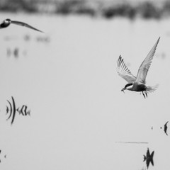 Close up isolated common tern seagull in the wild- Danube Delta Romania