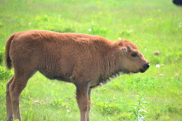Fototapeta premium Plains Bison Calf