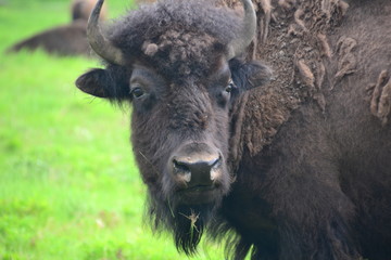 Plains Bison at Elk Island National Park