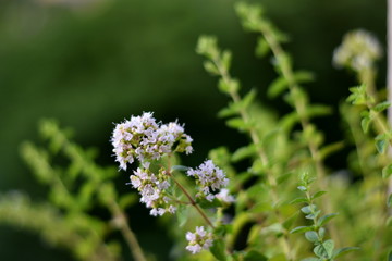 Oregano, origanum vulgare plant and flowers closeup. Selective focus on flowers bunch.