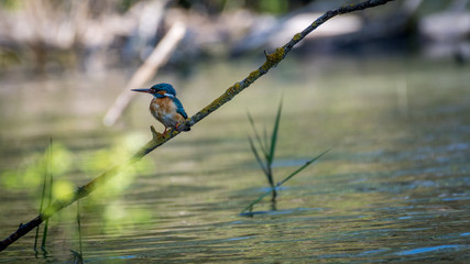 Isolated close up of a single king fisher bird in the wild- Danube Delta Romania