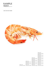 shrimps on a white background