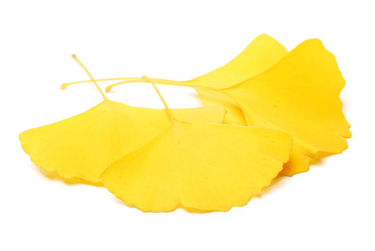 Yellowginkgo Leaf On White Background