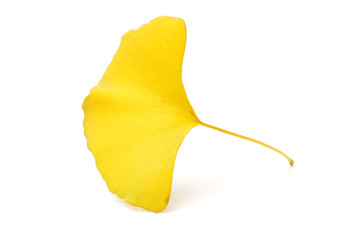 Naklejka premium Yellowginkgo leaf on white background