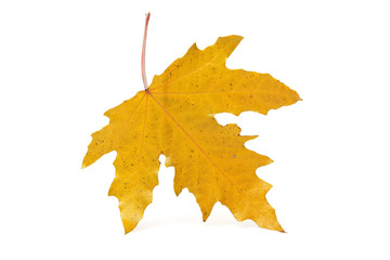  autumn leaf on the white isolated background 