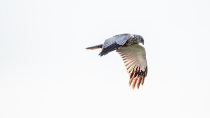 Isolated single Marsh Harrier bird soaring the sky in the wild- Danube Delta Romania
