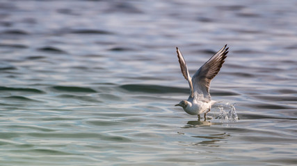 Close up isolated common tern seagull in the wild- Danube Delta Romania