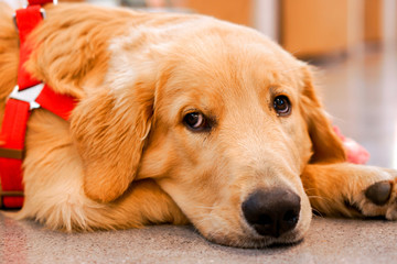 Closeup face of adorable golden retriever lying on the floor in the house.