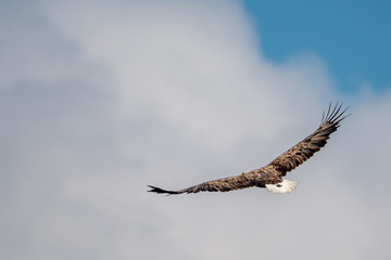 Isolated single white tail eagle soaring in the sky- Danube Delta Romania
