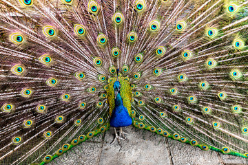 Obraz premium peacock with feathers out