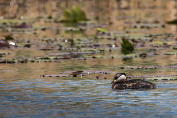 Isolated close up of Grebe bird in the wild- Danube Delta Romania