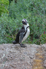 African penguin in Cape Town, South Africa