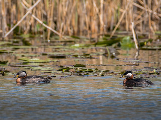 Isolated close up of Grebe bird in the wild- Danube Delta Romania