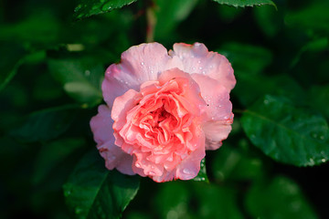 Art photo rose petals isolated on the natural blurred background. Closeup. For design, texture, background. Nature.Drops of morning dew on rose petals.