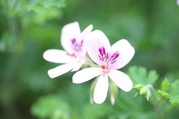 美しい温室のゼラニウム