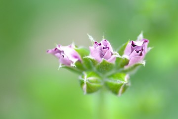 美しい温室のゼラニウム