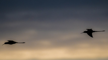 Isolated black tailed Godwit birds silhouettes on s sunset sky in the wild- Romania