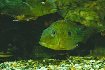 Portrait of a big colorful tropical fish.Underwater shooting. Fish close up. Portrait, macro shot of fish under water in a river or aquarium .