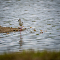 Isolated close up of a black winged Stilt bird in the wild- Danube Delta Romania