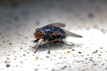 fly on a background