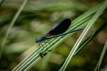 dragonfly on green leaf