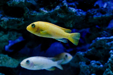 Calming view of the aquarium - fish life.Aquarium fishes. Fishtank, exotic. copyspace for text, background wallpaper.