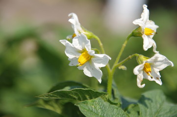 ジャガイモの花