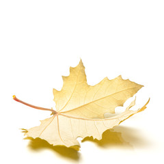  autumn leaf on the white isolated background 