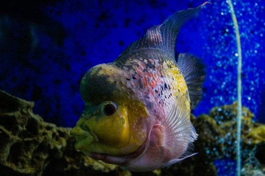 Flowerhorn cichlids are ornamental aquarium fish.Underwater life. Crossbreed cichlid fish. King Kamfa Flowerhorn Fishes In Asia.Coral reef, fish, colorful plants in ocean.