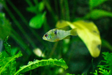Calming view of the aquarium - fish life.Aquarium fishes. Fishtank, exotic. copyspace for text, background wallpaper. © Anastasia Sokolova
