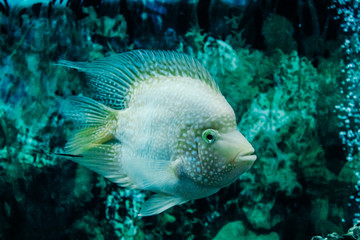 Calming view of the aquarium - fish life.Aquarium fishes. Fishtank, exotic. copyspace for text, background wallpaper.