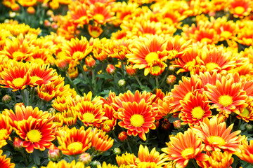 Beautiful yellow mix orange flowers in background and wallpaper image.