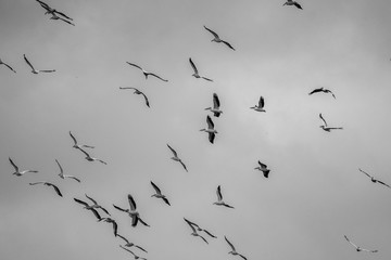 Isolated small flock of white pelicans migrating back to Europe- Danube Delta Romania