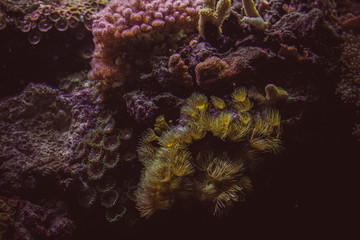 Fototapeta na wymiar Corals in a marine aquarium. Coral Barrier Reef.underwater coral reef landscape .