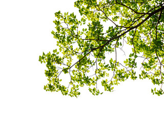 Green leaf and branches on white using as background and wallpaper