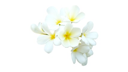 Fototapeta na wymiar Frangipani flowers isolated on white background