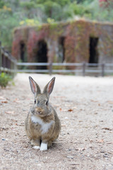 Ohkuno Shima -Rabbit Island-