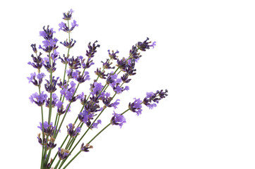 Lavender flowers isolated on white - 273265844