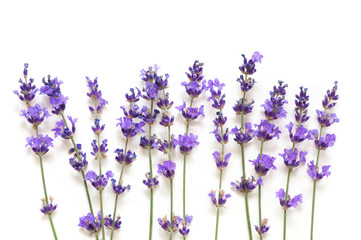 Lavender flowers isolated on white