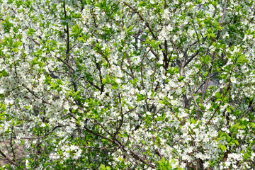Fototapeta na wymiar Background made of many bloooming white sacura flowers on branches, cherry tree blossoming sky