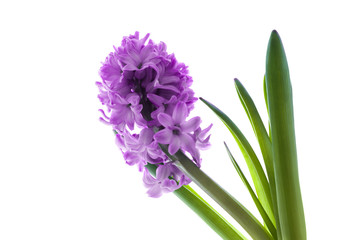 hyacinth isolated on white background
