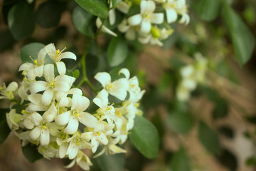 Murraya paniculata in the garden.