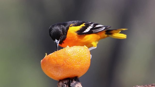 Northern Baltimore Oriole (Icterus galbula) perched on an orange half eatingon a sunny spring day.