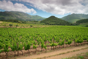 Fototapeta na wymiar Vineyard in the north of Corsica