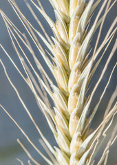 Ripe wheat grain spica, gluten source